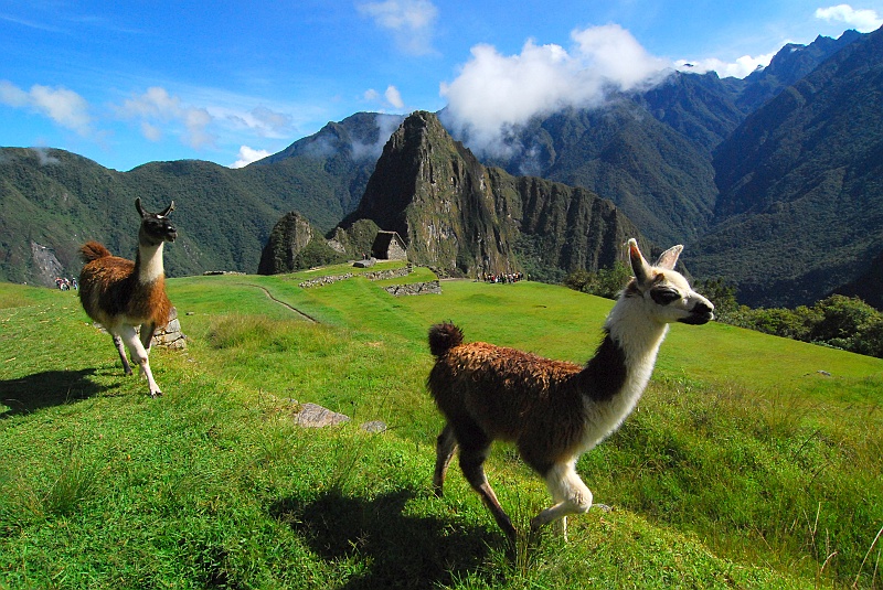 Laura i Astronom_super-93.JPG - Po ruinkach uganiają się lamy. (Zdjęcie: Laura i Astronom)